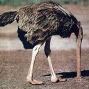 183-Ostrich-With-Head-in-Sand-128x128.jpg